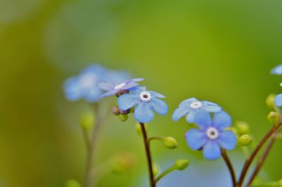 Close-up of purple flowering plant