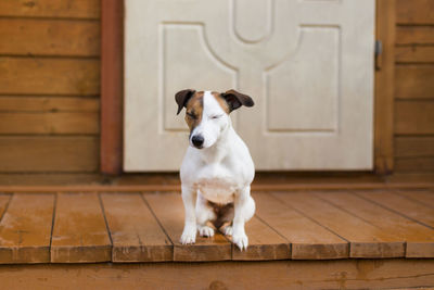 Dog sitting on wooden floor