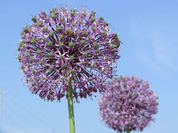 Low angle view of purple flowers blooming against sky