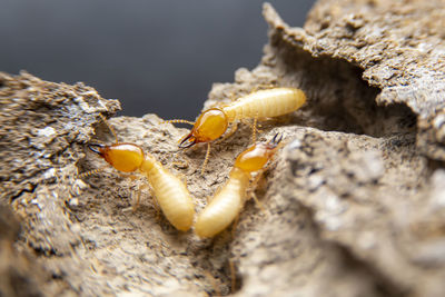 Close-up of insect on rock