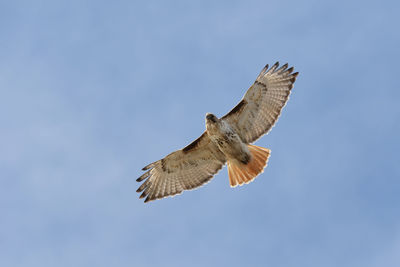 Low angle view of eagle flying against sky