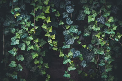 Full frame shot of plants growing on field