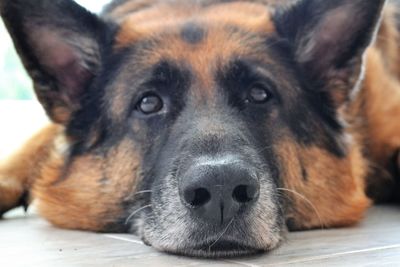 Close-up portrait of dog resting