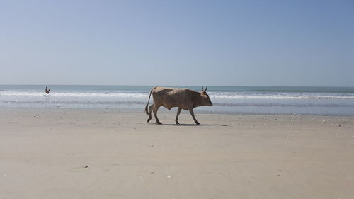 View of a horse on beach