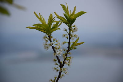 Close-up of plant against white background