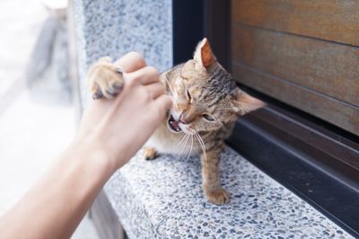 Front view of cat holding human hand