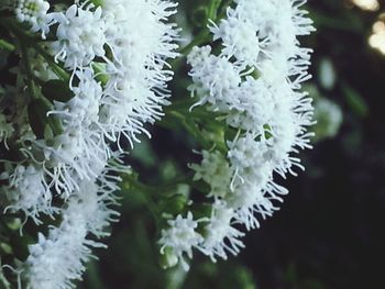 Close-up of white flowers