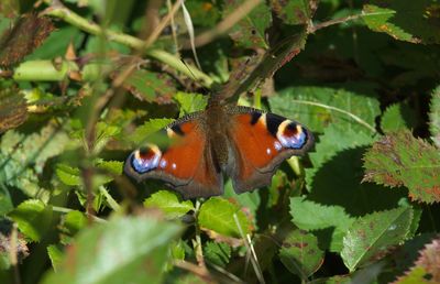 Close-up of butterfly perching on plant