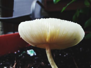 Close-up of white mushroom
