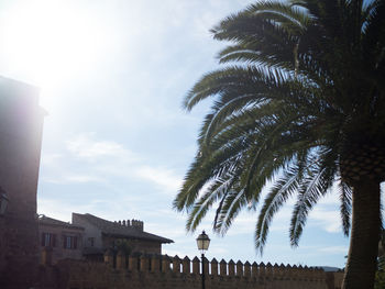 Low angle view of palm trees and buildings against sky