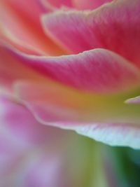 Close-up of pink flower