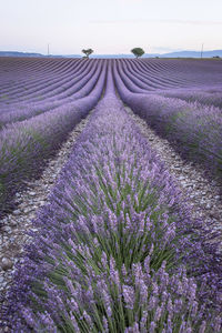 Scenic view of lavender field against sky