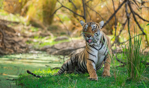 View of a cat on land