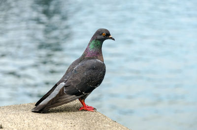 High angle view of pigeon perching on retaining wall against river