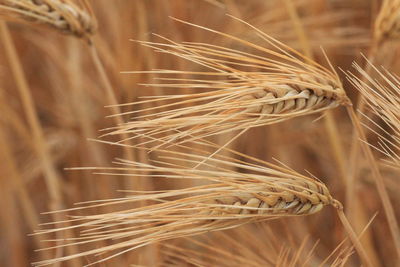 Close-up of stalks in wheat field