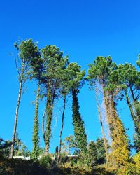 Low angle view of trees against sky