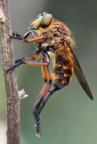 Close-up of bee