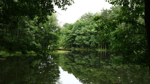 Scenic view of lake amidst trees in forest