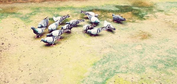 High angle view of pigeons perching on a field