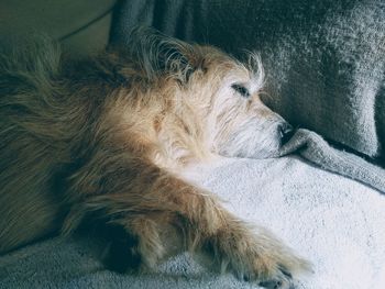 High angle view of dog sitting on bed