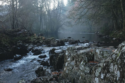 Scenic view of stream in forest