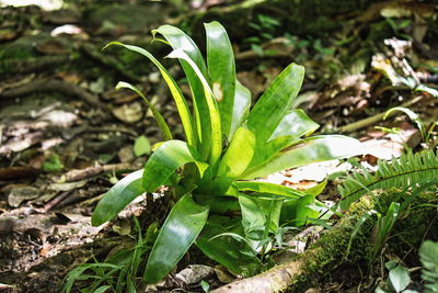 Close-up of plants growing on field