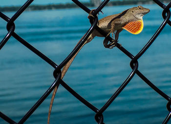 Close-up of bird perching on chainlink fence