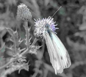 Close-up of insect on thistle