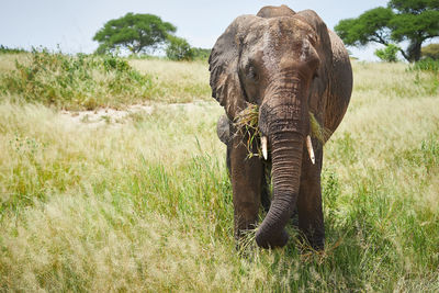 Elephant in a field