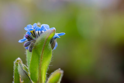 Close-up of purple flowering plant