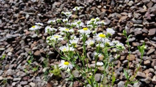 High angle view of white flowers growing on plants
