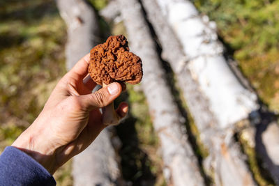 Close-up of hand holding leaf on tree trunk