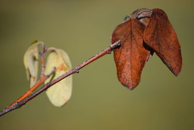 Close-up of plant during autumn