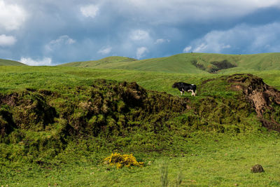 Scenic view of green landscape