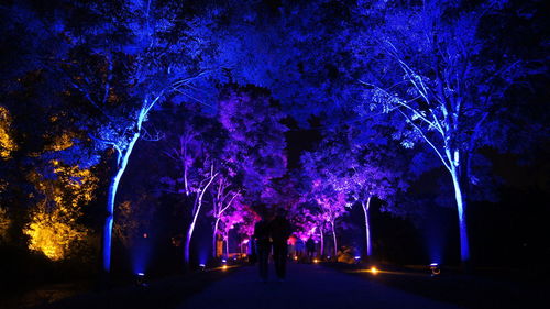 Woman standing amidst trees at night