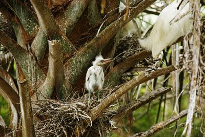 Birds in nest on tree in garden