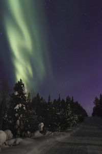 Snow covered trees against sky at night