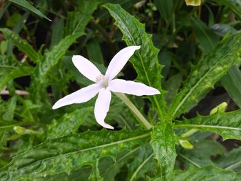 Close-up of white flowering plant