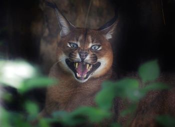 Portrait of angry caracal