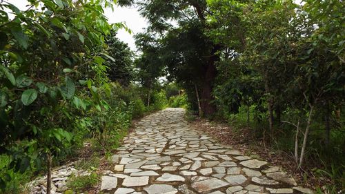 Dirt road amidst trees