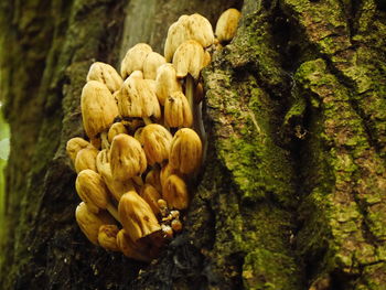 Close-up of mushrooms on grassland
