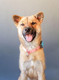 Portrait of dog sticking out tongue