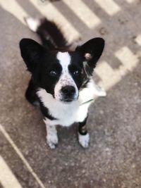 High angle portrait of puppy standing outdoors