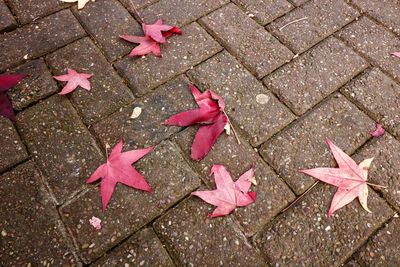 Close-up of maple leaves