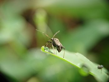 Close-up of insect on leaf