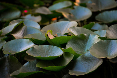 Close-up of flowering plant