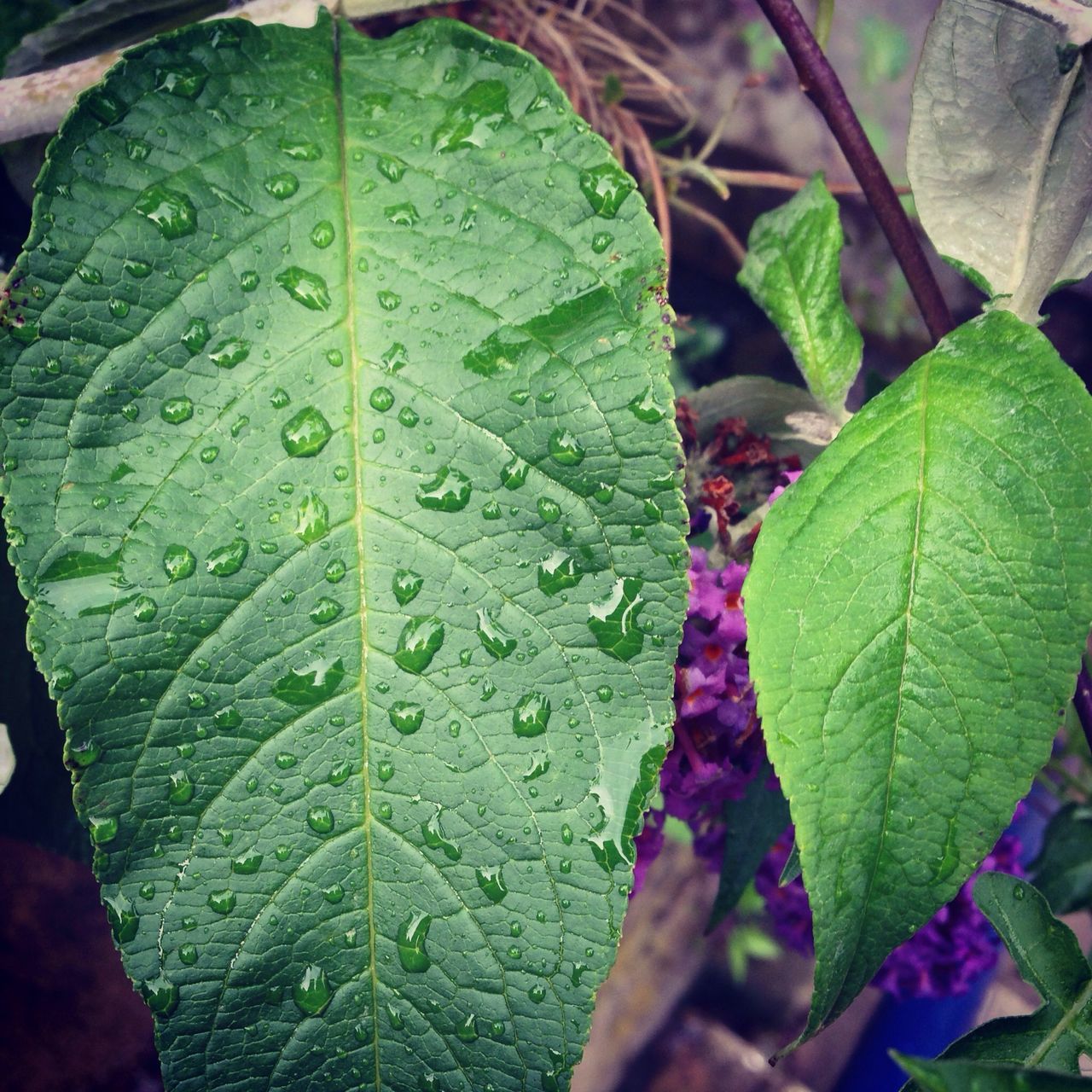 leaf, leaf vein, drop, close-up, water, wet, green color, leaves, growth, nature, freshness, natural pattern, plant, beauty in nature, dew, fragility, season, focus on foreground, raindrop, high angle view