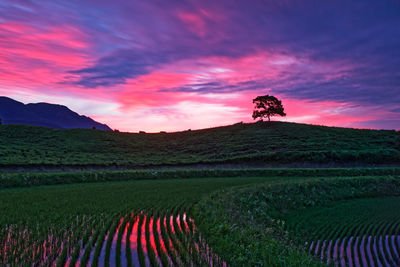 Scenic view of field against sky during sunrise