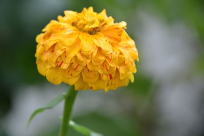 Close-up of yellow flower