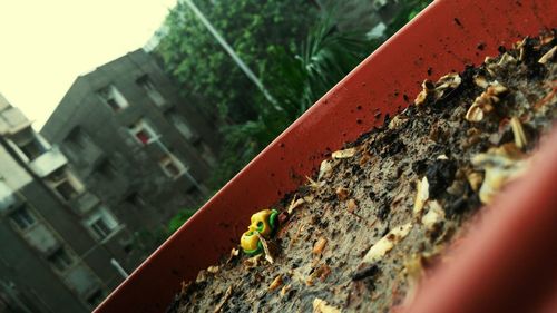 Close up of tree trunk